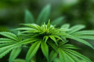 BC Marijuana Laws Impact Landlords